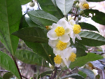 Tea Plant Camellia Sinensis-80